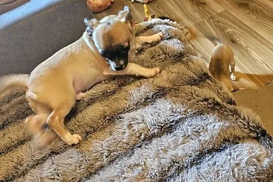 Chihuahua Exclusiv Piękny Mądry Jedyny taki Piesek Rodowód FCI, Zachodniopomorskie, Kołobrzeg