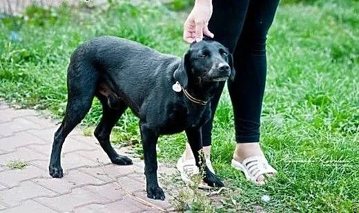 Harry - czarny skarb, ofiara wakacyjnych wojaży :(