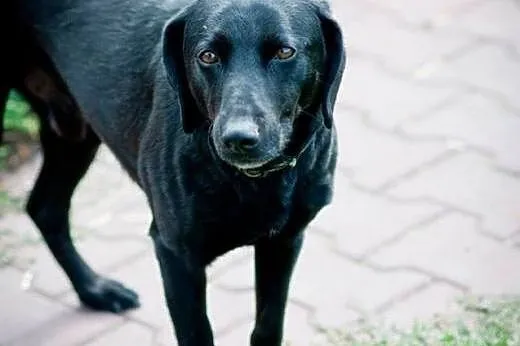 Harry - czarny skarb, ofiara wakacyjnych wojaży :(