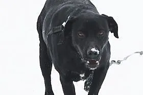 Czarny pies - kocha dzieci, wesoły i przyjacielski