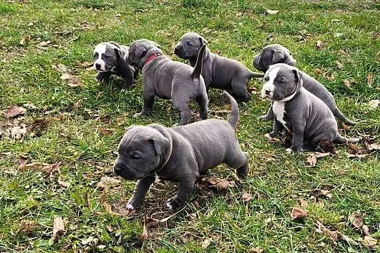 American Pitbull Terrier, Podkarpackie, Żupawa