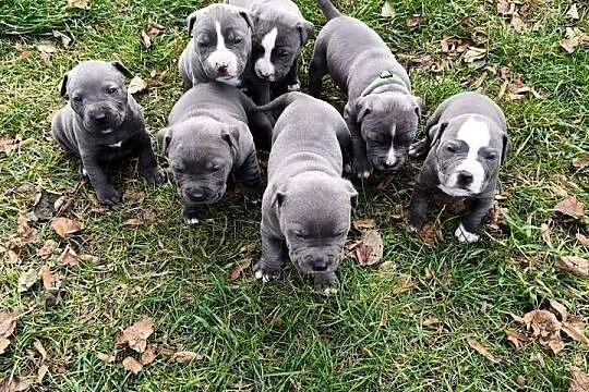American Pitbull Terrier, Podkarpackie, Żupawa