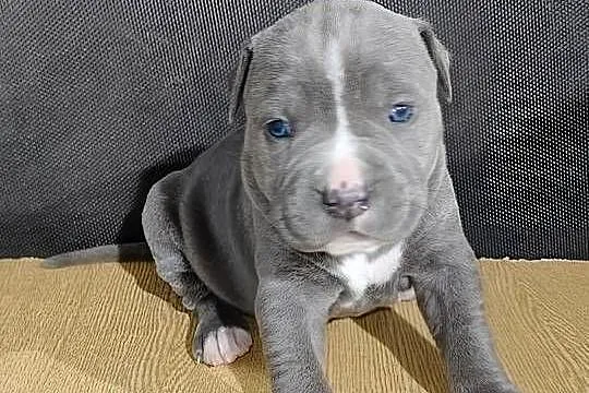 American Pitbull Terrier, Podkarpackie, Żupawa