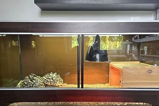 Żółwie lamparcie wraz z  terrarium