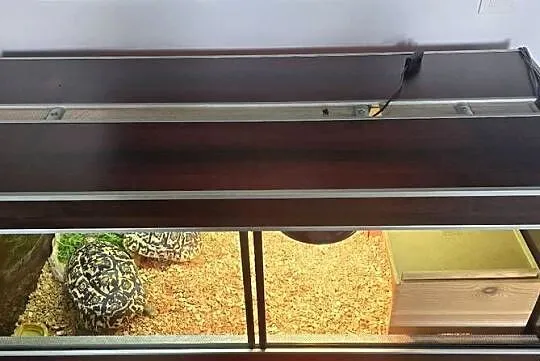 Żółwie lamparcie wraz z  terrarium, Warmińsko-mazurskie, Dywity