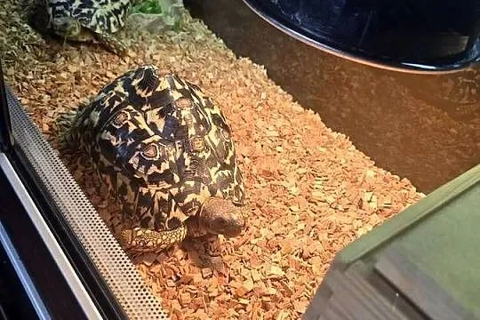 Żółwie lamparcie wraz z  terrarium, Warmińsko-mazurskie, Dywity