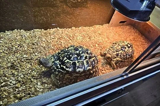 Żółwie lamparcie wraz z  terrarium, Warmińsko-mazurskie, Dywity