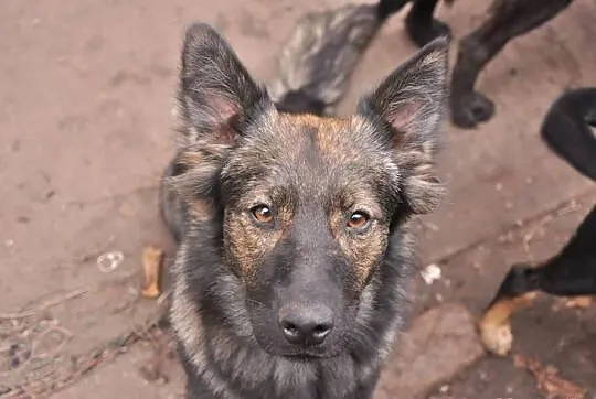 2 letnia Hienka Pilnie potrzebuje nowego domu!