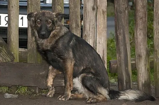 2 letnia Hienka Pilnie potrzebuje nowego domu!