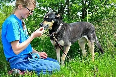 Dorosła, przytulaśna Ofelia szuka domu. Filmiki,  