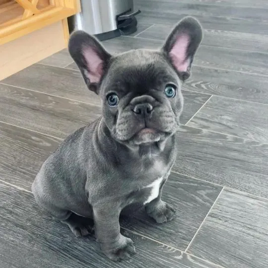 Dobrze wyszkolone szczenięta buldoga francuskiego... napisz do mnie na WhatsApp: +44 7453 907158