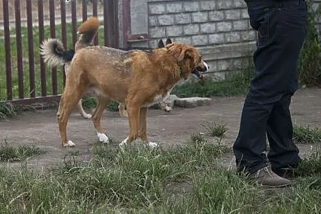 Collina piekna dziewczynka do adopcji :),  wielkop