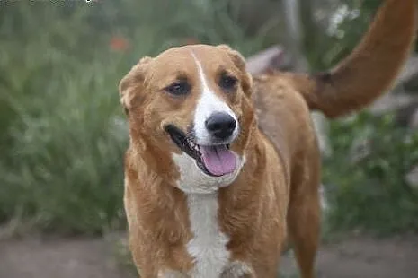 Collina piekna dziewczynka do adopcji :),  wielkop