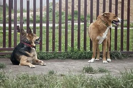 Collina piekna dziewczynka do adopcji :),  wielkop