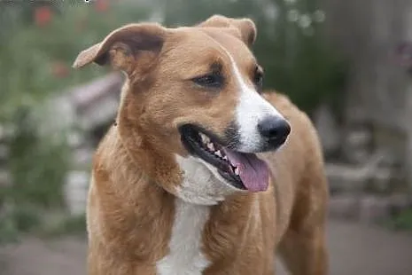Collina piekna dziewczynka do adopcji :),  wielkop