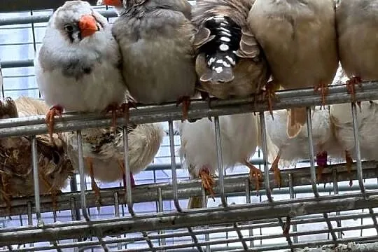 Amadyny zebrowate
