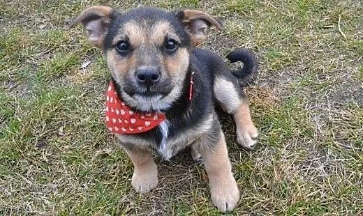 2 mies. maleńka MINI szuka domku!, mazowieckie Wa