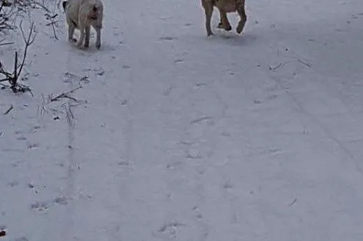 Młodziutki Hyzo, przyjazny i mega grzeczny czeka n