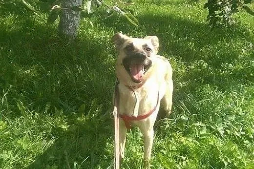 Nadia marzy o cierpliwym i kochającym domku adoptu