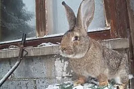 Króliki belgijskie rodowodowy samiec królika belgi, Nowy Targ