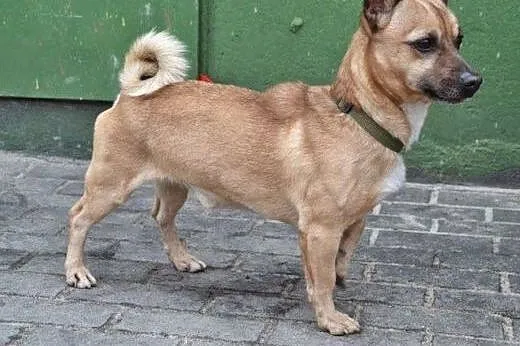 Bobas malutki psiak szuka pilnie domku!,  śląskie 