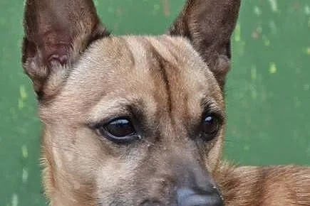 Bobas malutki psiak szuka pilnie domku!,  śląskie 