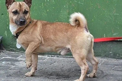 Bobas malutki psiak szuka pilnie domku!,  śląskie 