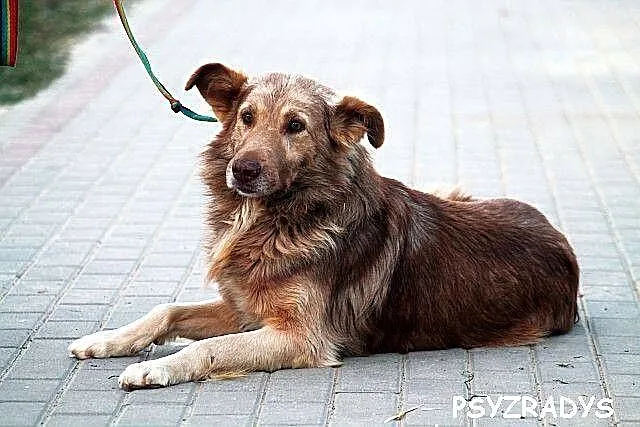 KASZMIR wyjątkowej urody, duzy, łagodny jak owiecz