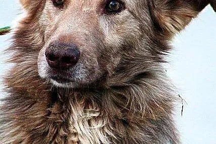 KASZMIR wyjątkowej urody, duzy, łagodny jak owiecz