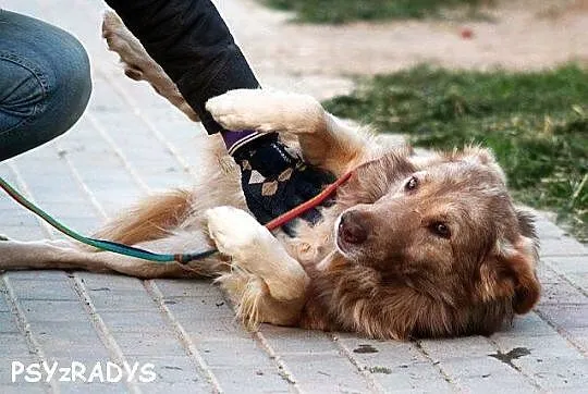 KASZMIR wyjątkowej urody, duzy, łagodny jak owiecz