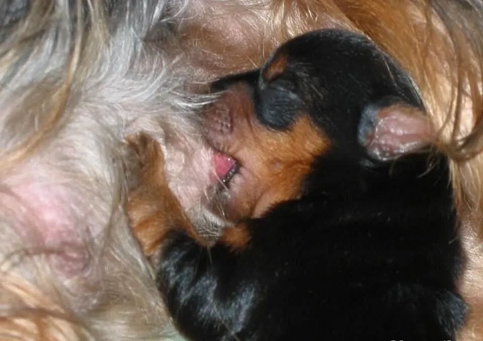 Yorki, Yorkshire Terrier Kraków - RUCZAJ