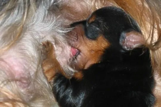 Yorki, Yorkshire Terrier Kraków - RUCZAJ