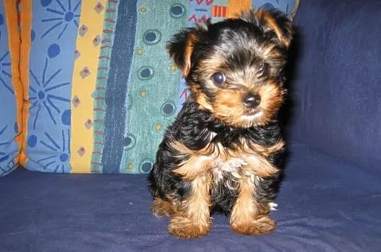Yorki, Yorkshire Terrier Kraków - RUCZAJ