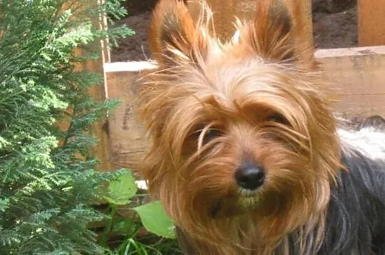 Yorki, Yorkshire Terrier Kraków - RUCZAJ