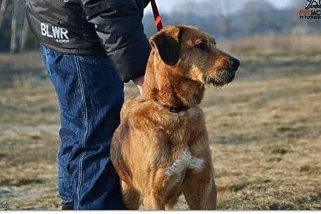 Duża piękna Lejla czeka na Ciebie,  mazowieckie Wa