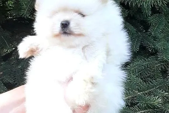 Szpic miniaturowy pomeranian piesek miś