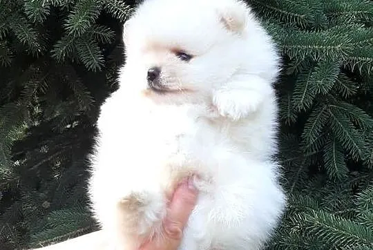 Szpic miniaturowy pomeranian piesek miś, Łódzkie, Pabianice