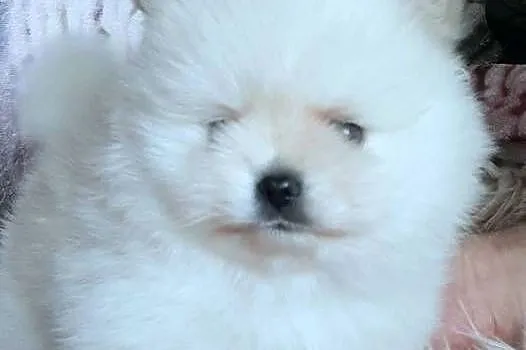 Szpic miniaturowy pomeranian piesek miś, Łódzkie, Pabianice