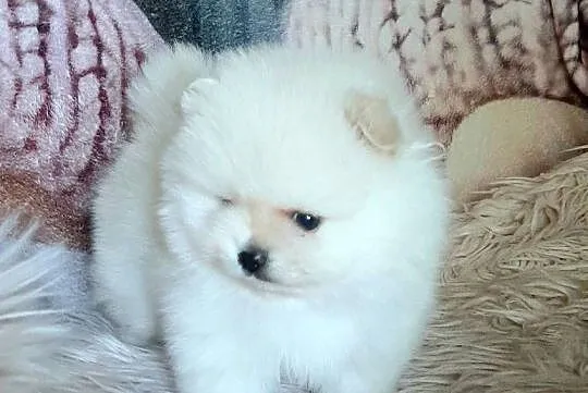 Szpic miniaturowy pomeranian piesek miś, Łódzkie, Pabianice