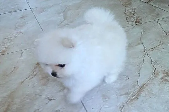 Szpic miniaturowy pomeranian piesek miś, Łódzkie, Pabianice