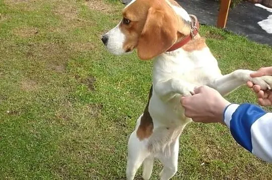 Beagle śliczna 2letnia suczka.