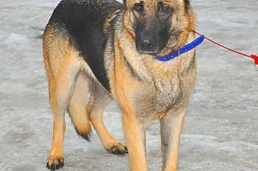 SZILA - piękna, 2 letnia sunia owczarka niemieckiego do adopcji,  mazowieckie Warszawa