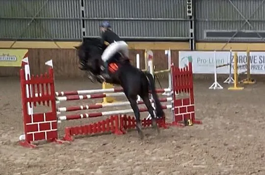 Wybitny walach do sportu, , Jelenia