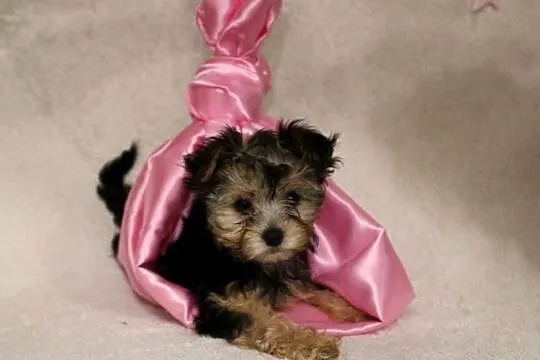Yorkshire Terrier suczka