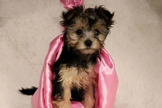 Yorkshire Terrier suczka, Wielkopolskie, Poznań