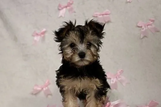 Yorkshire Terrier suczka, Wielkopolskie, Poznań