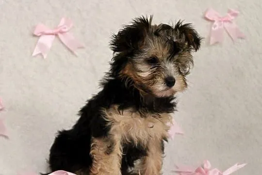 Yorkshire Terrier suczka, Wielkopolskie, Poznań