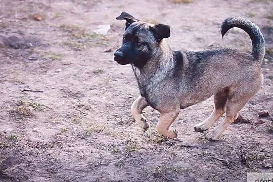 Młody wesoły towarzyski piesek poleca się do adopcji, , Wrocław