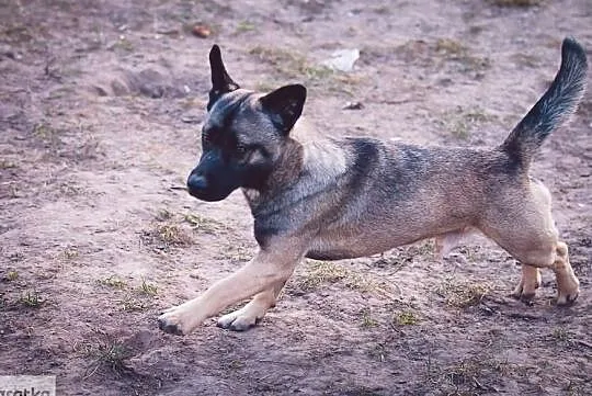 Młody wesoły towarzyski piesek poleca się do adopcji, , Wrocław