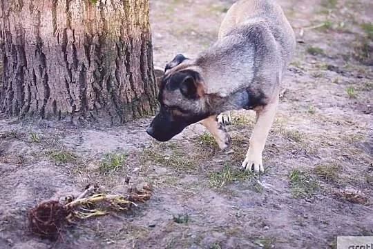 Młody wesoły towarzyski piesek poleca się do adopcji, , Wrocław